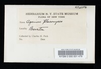 Agaricus placomyces image