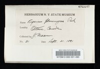 Agaricus placomyces image