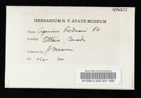 Agaricus bitorquis image