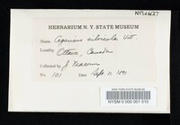 Agaricus silvicola image