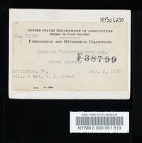 Amanita flavorubescens image