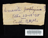 Amanita porphyria image