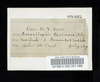 Amanita farinosa image