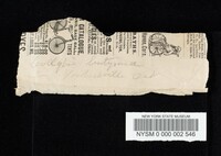 Rhodocollybia butyracea image