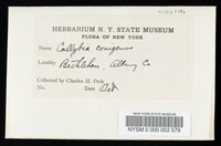 Collybia conigena image