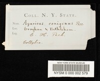 Collybia conigena image