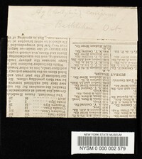 Collybia conigena image