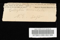 Rhodocollybia maculata image