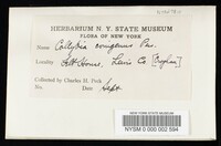 Collybia conigena image