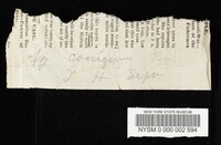 Collybia conigena image