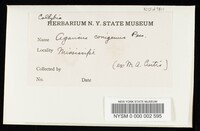 Collybia conigena image