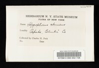 Hygrophorus eburneus image