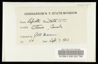 Lepiota cristata image