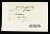 Thumbnail image of current specimen