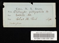 Clitocybe phyllophila image