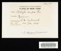 Ampulloclitocybe clavipes image