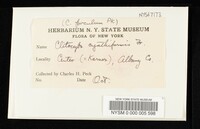 Pseudoclitocybe cyathiformis image