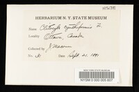 Pseudoclitocybe cyathiformis image