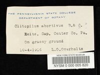 Entoloma abortivum image