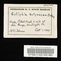 Rhodocollybia butyracea image