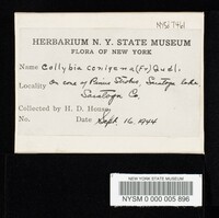 Collybia conigena image