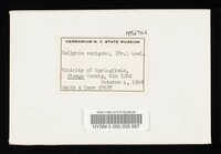 Collybia conigena image