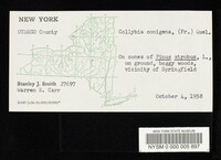 Collybia conigena image