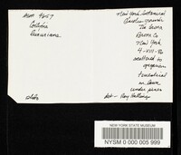 Gymnopus luxurians image