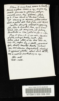 Rhodocollybia maculata image