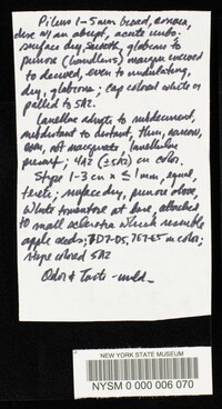 Collybia tuberosa image