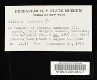 Collybia tuberosa image