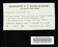 Collybia tuberosa image