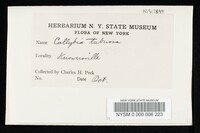 Collybia tuberosa image