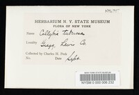 Collybia tuberosa image