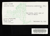 Cortinarius armillatus image