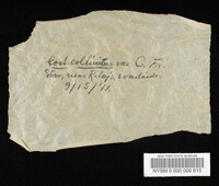 Thumbnail image of current specimen