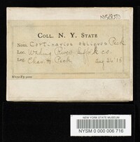 Cortinarius obliquus image