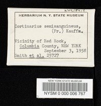 Cortinarius semisanguineus image