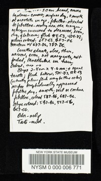 Cortinarius semisanguineus image