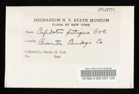 Crepidotus putrigenus image