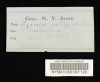 Crepidotus putrigenus image