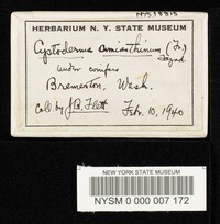 Cystoderma amianthinum image