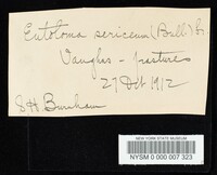 Entoloma sericeum image