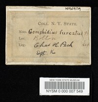 Media resource of Gomphidius furcatus