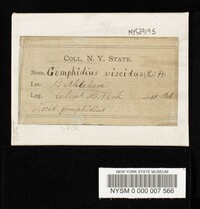 Chroogomphus rutilus image