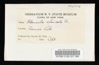 Pholiota alnicola var. alnicola image