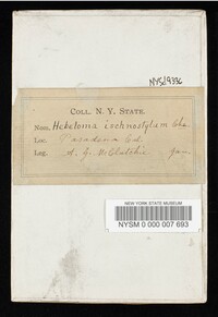 Hebeloma ischnostylum image