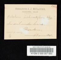 Hebeloma ischnostylum image