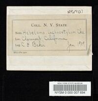 Hebeloma ischnostylum image