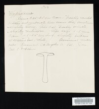 Hebeloma ischnostylum image